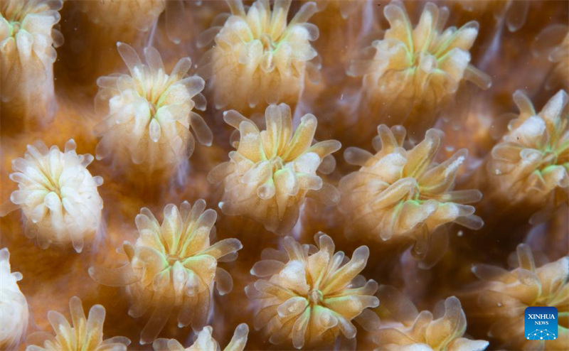 Hainan planta corais para proteger ecossistema subaquático