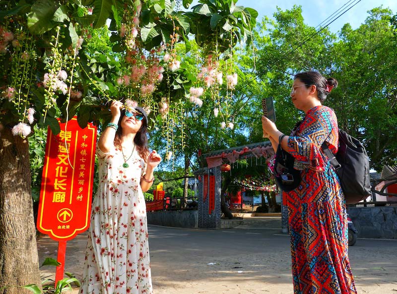 Galeria: flores de barringtonia racemosa atraem turistas em Hainan