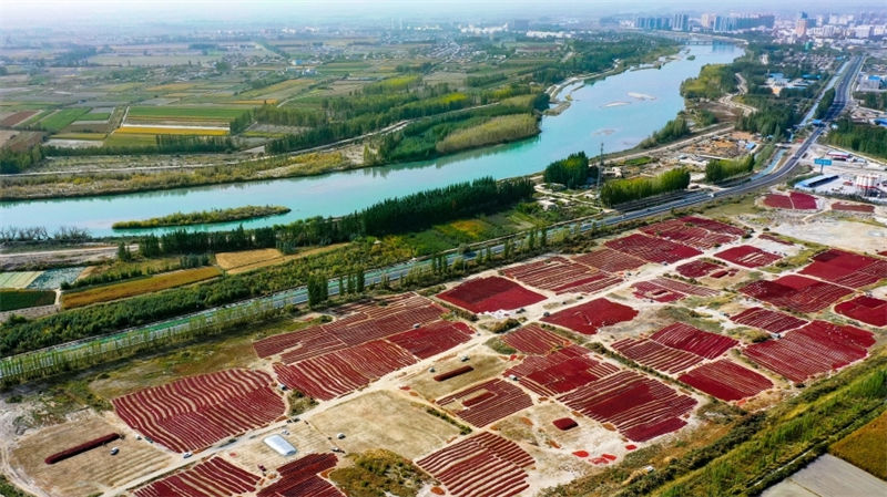 Galeria: pimentas vermelhas refletem boa vida em Xinjiang