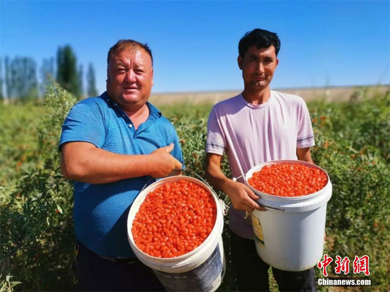 Xinjiang: agricultores de lycium chinense iniciam temporada de colheita