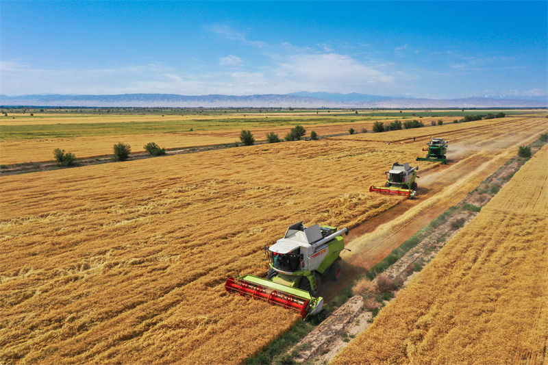 Xinjiang: condado de Hutubi inicia temporada de colheita do trigo