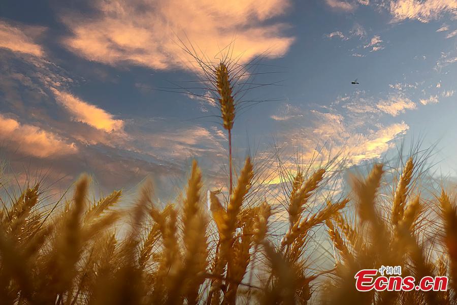 Galeria: colheita de trigo em Xinjiang