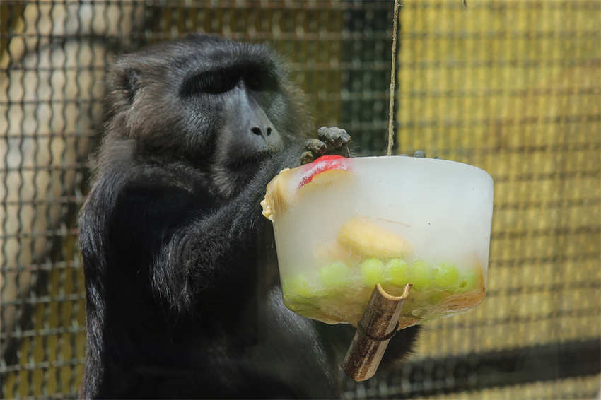 Animais des zoológicos em todo mundo recebem cuidados especiais no verão