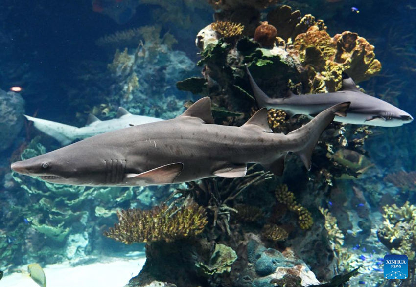 Kuwait anuncia sucesso na criação de tubarões-touro criticamente ameaçados