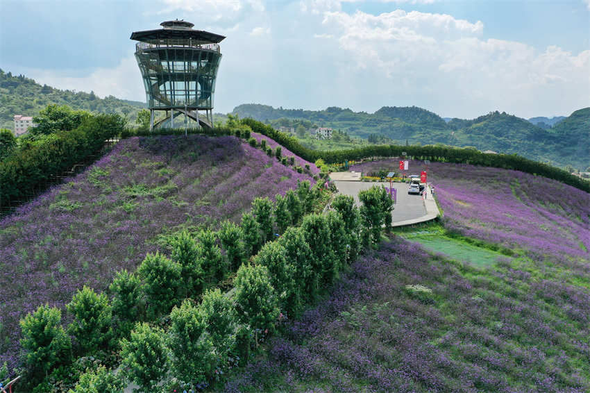 Galeria: roxo “mar de flores” de verbena em Guizhou