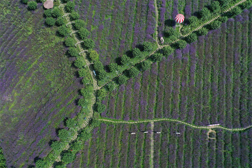 Galeria: roxo “mar de flores” de verbena em Guizhou