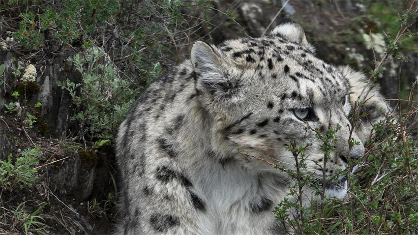 Equipe de fotografia de natureza documenta leopardo de neve nas montanhas de Qinghai