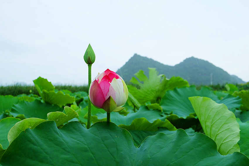 Galeria: lótus raros em flor na província de Yunnan