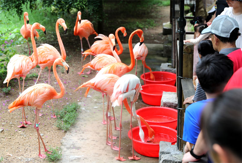 Galeria: parque natural ajuda animais a refrescarem-se em Qingdao