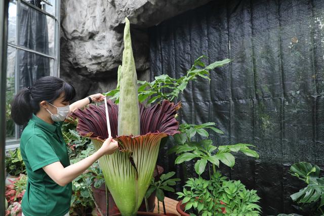 China: exemplar de amorphophallus titanum de 1,68m de altura floresce no Jardim Botânico Nacional