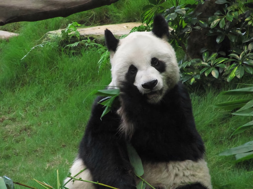 An An, panda gigante masculino de maior longevidade do mundo sob cuidados humanos, morre aos 35 anos em Hong Kong
