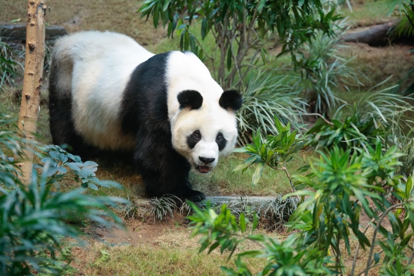 An An, panda gigante masculino de maior longevidade do mundo sob cuidados humanos, morre aos 35 anos em Hong Kong