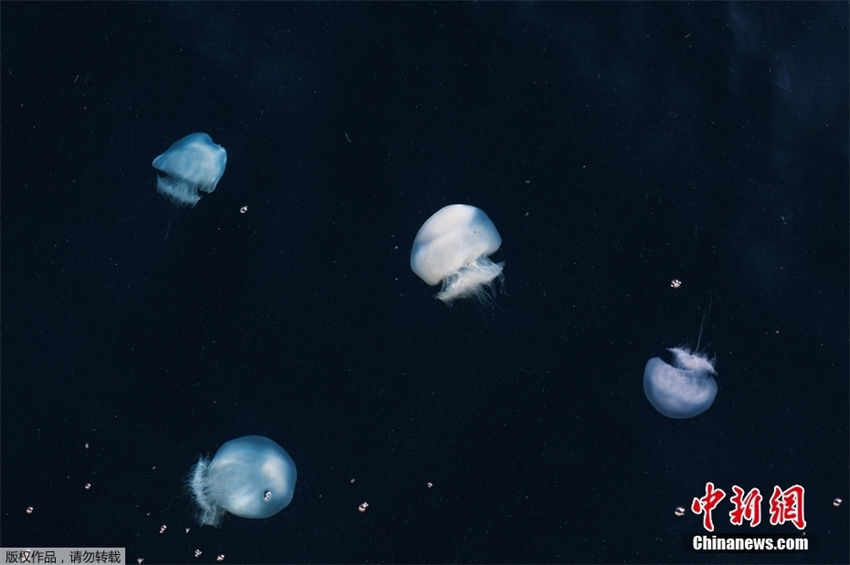 Galeria: medusas dão vida ao mar mediterrâneo