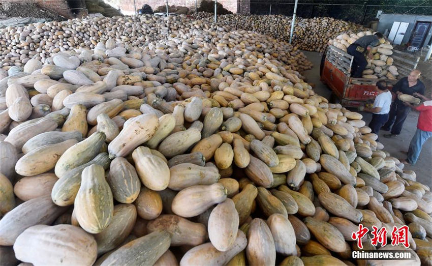 Chongqing inicia temporada de colheita de abóbora 