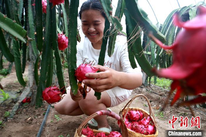 Shandong inicia pico da colheita de pitaya