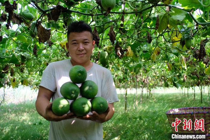Guangxi inicia temporada de colheita de pequena cabaça de cera 