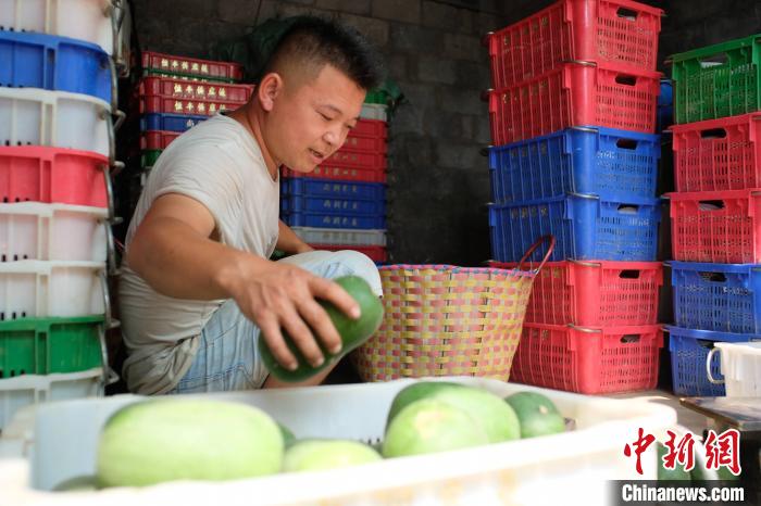 Guangxi inicia temporada de colheita de pequena cabaça de cera 