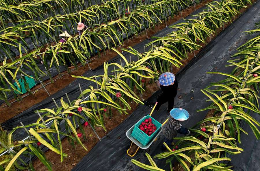 Fujian inicia temporada de colheita de pitaya 