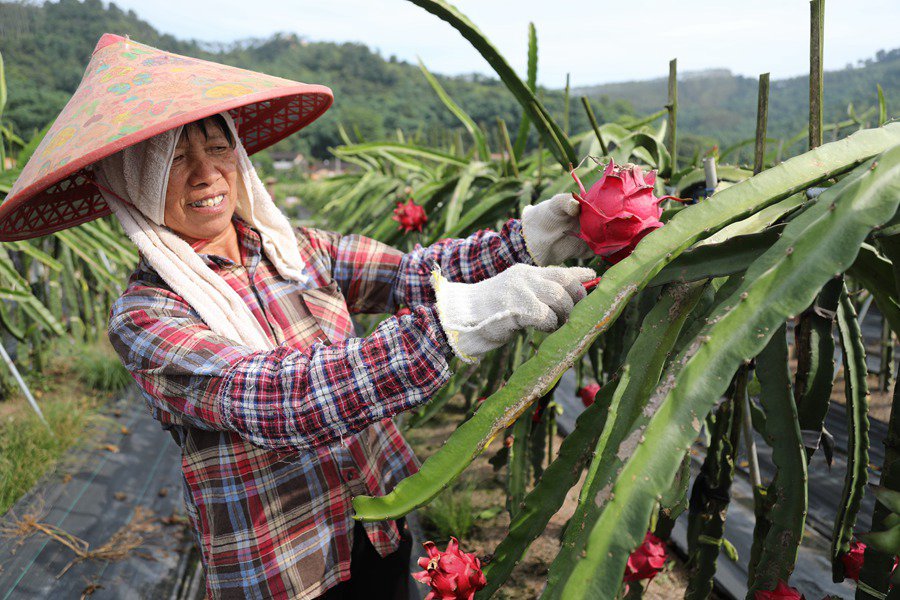 Fujian inicia temporada de colheita de pitaya 