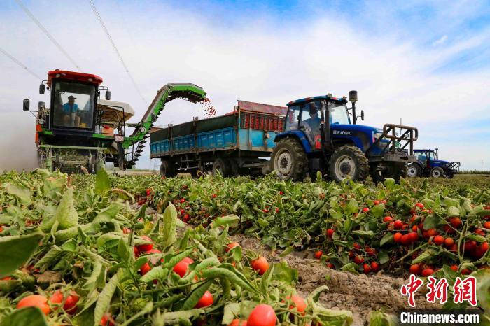 Xinjiang inicia pico da colheita de tomate