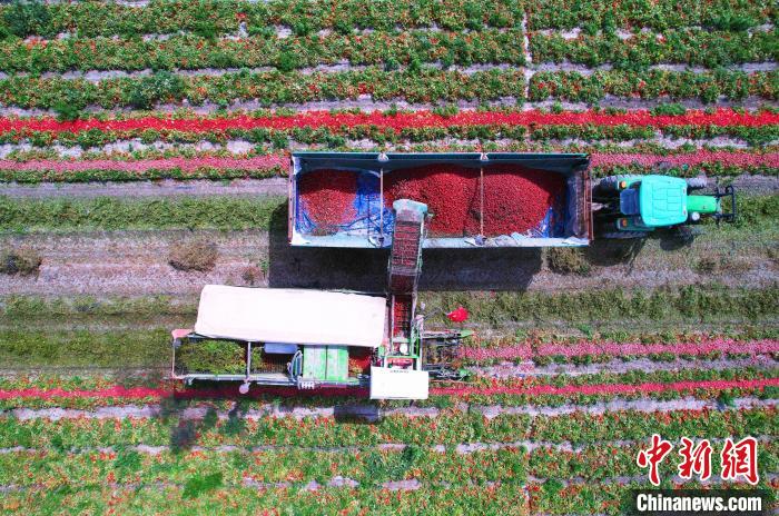 Xinjiang inicia pico da colheita de tomate