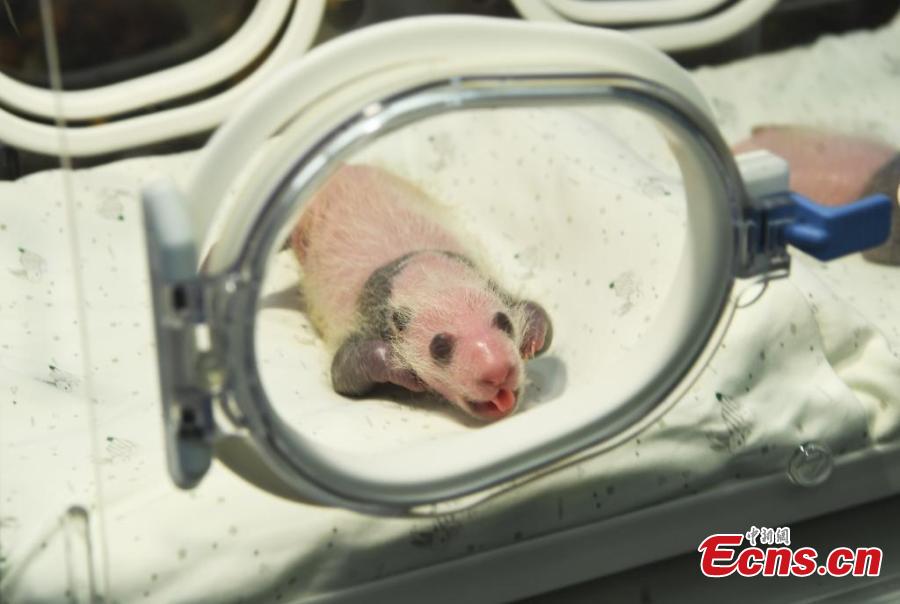 Panda gigante dá à luz gêmeos em Chongqing