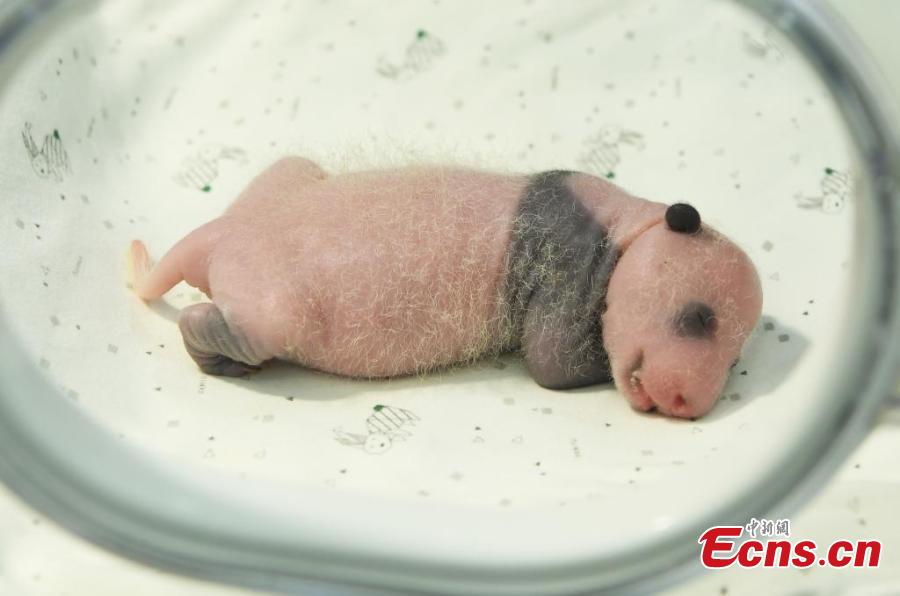 Panda gigante dá à luz gêmeos em Chongqing
