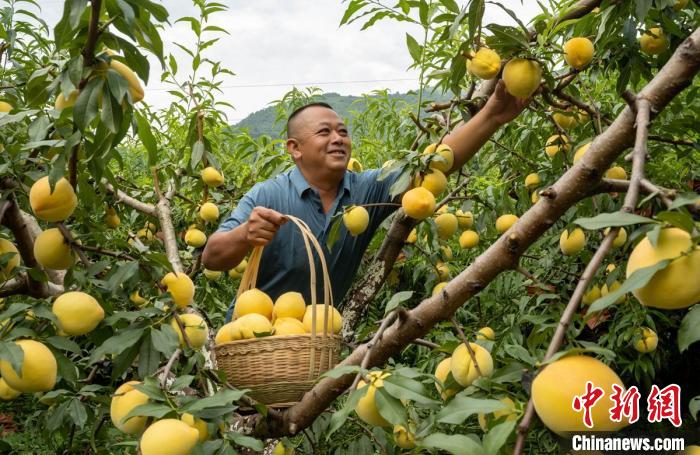 Sichuan inicia temporada de colheita de pêssego amarelo