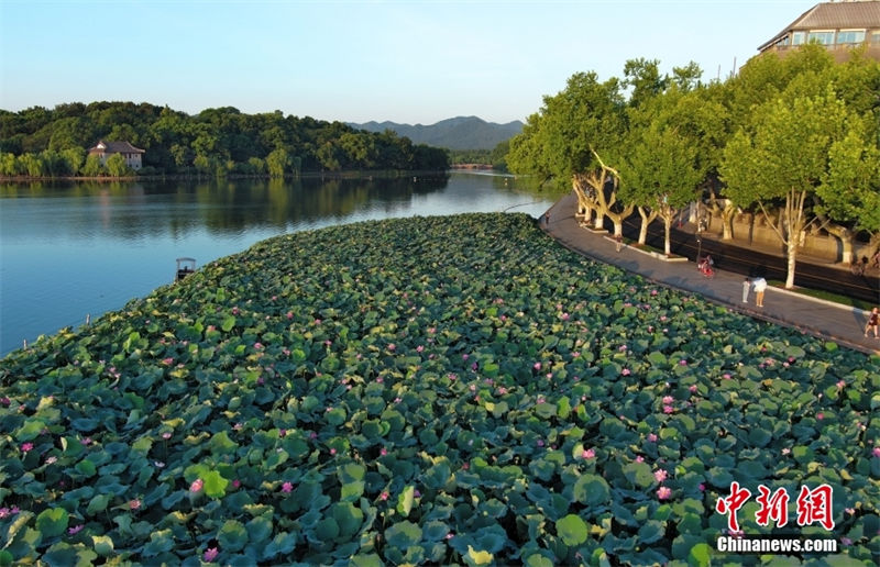 Hangzhou: sementes de lótus no lago Oeste são vendidos para caridade