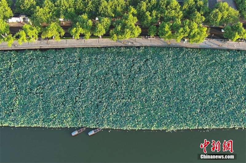 Hangzhou: sementes de lótus no lago Oeste são vendidos para caridade