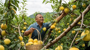 Sichuan inicia temporada de colheita de pêssego amareloNo verão, a vila de Gonghe, na cidade de Ya’an, na província de Sichuan, no sudoeste da China, inicia temporada de maturidade de pêssego amarelo, com a colheita de quase 2.000 mu (1 mu equivalente a 0.07 hectar) este ano. 