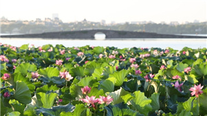 Hangzhou: sementes de lótus no lago Oeste são vendidos para caridadeRecentemente, os lótus estão em plena floração no lago Oeste, na cidade de Hangzhou, província de Zhejiang, no leste da China.  