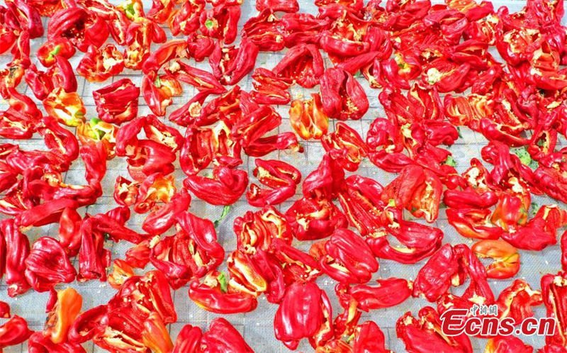 Galeria: Xinjiang abraça colheita das pimentas vermelhas