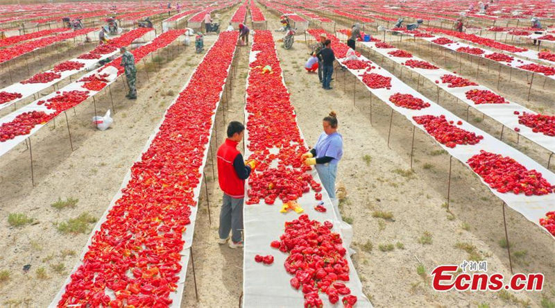 Galeria: Xinjiang abraça colheita das pimentas vermelhas