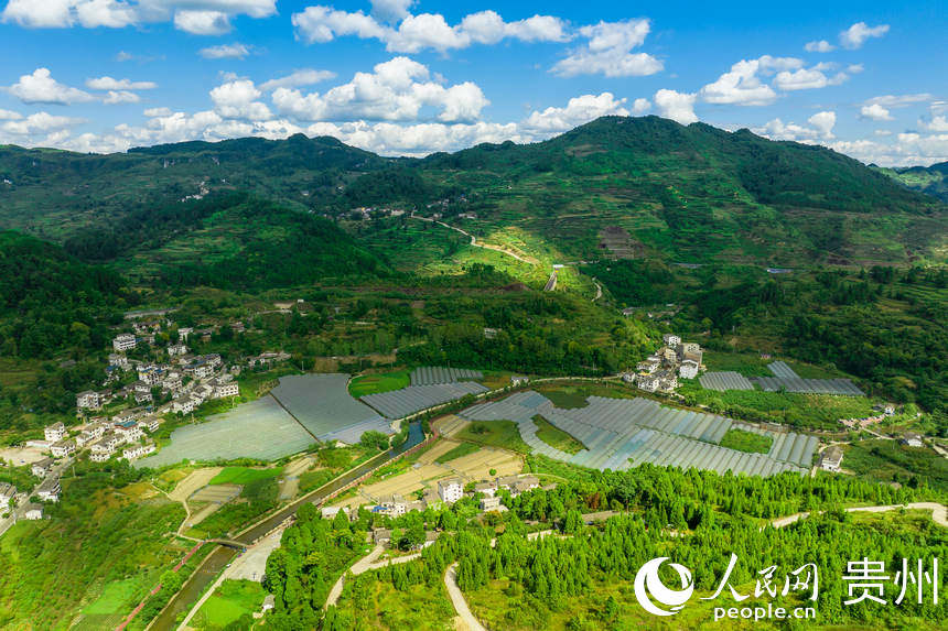 Guizhou inicia temporada de colheita de uvas