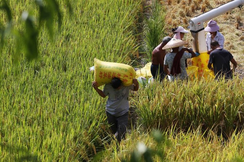 Chongqing acelera colheita de arroz em meio a vagas de calor intenso