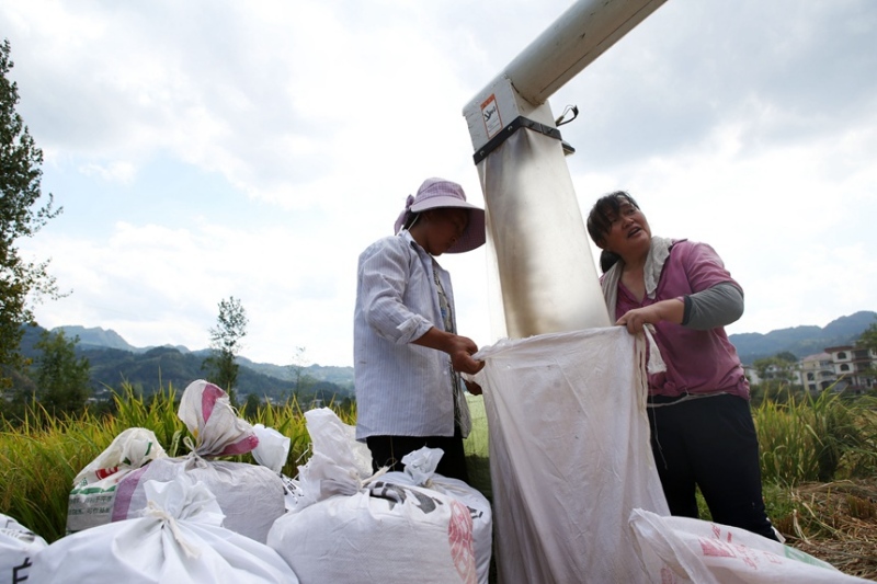 Chongqing acelera colheita de arroz em meio a vagas de calor intenso