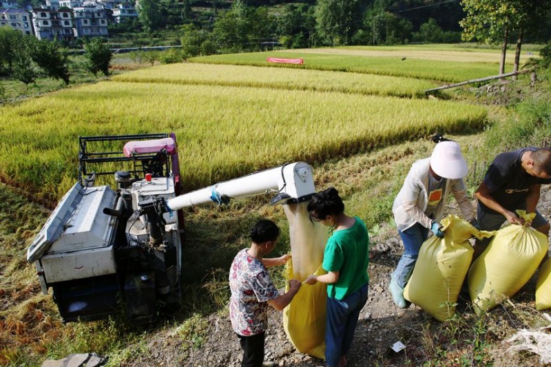 Chongqing acelera colheita de arroz em meio a vagas de calor intenso