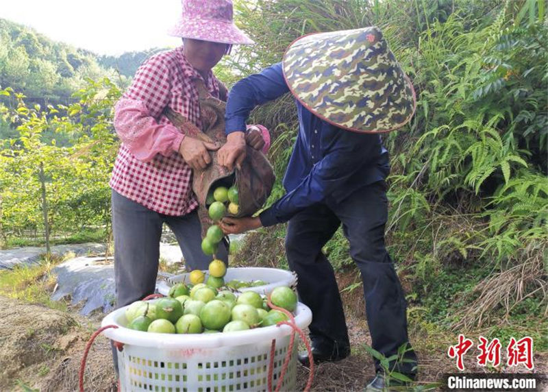 Fujian inicia temporada de colheita de maracujá