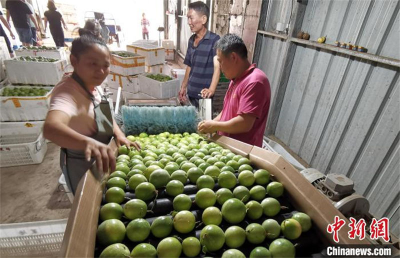 Fujian inicia temporada de colheita de maracujá