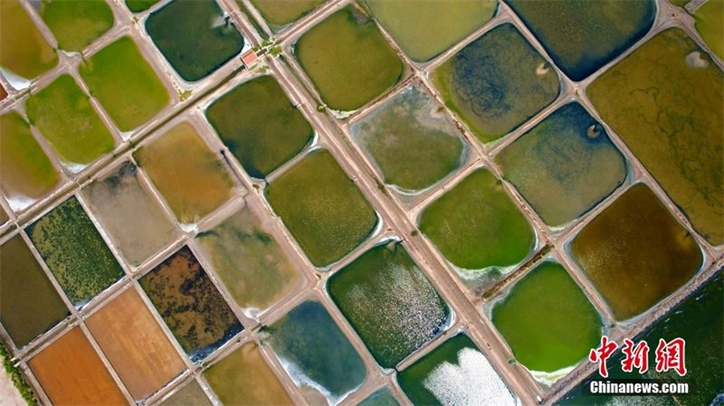 Galeria: campos de sal coloridos no leste da China