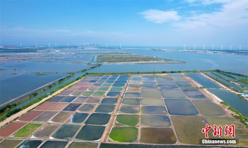 Galeria: campos de sal coloridos no leste da China