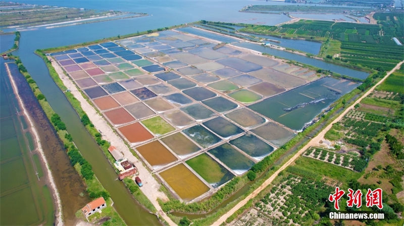 Galeria: campos de sal coloridos no leste da China