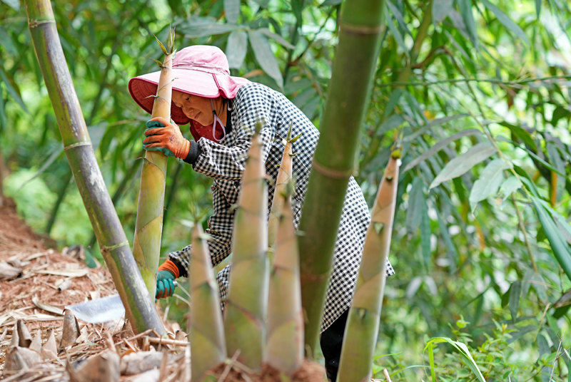 Guangxi inicia temporada de colheita de rebentos de bambu