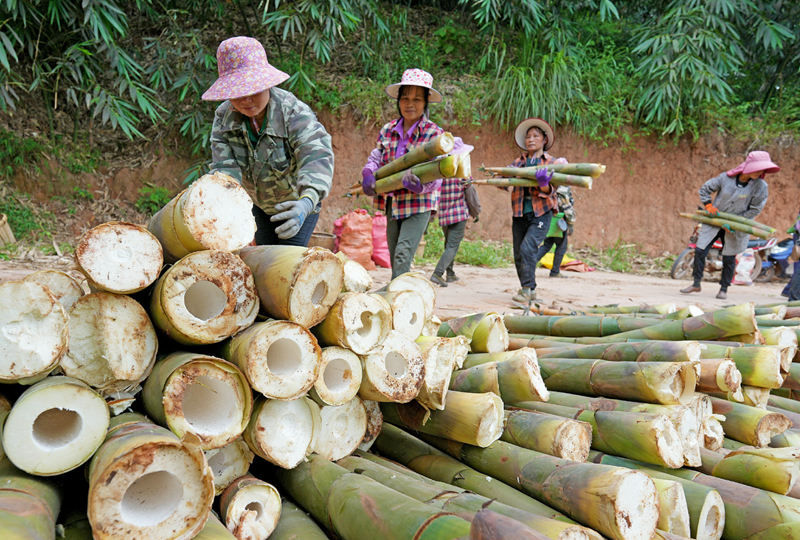 Guangxi inicia temporada de colheita de rebentos de bambu