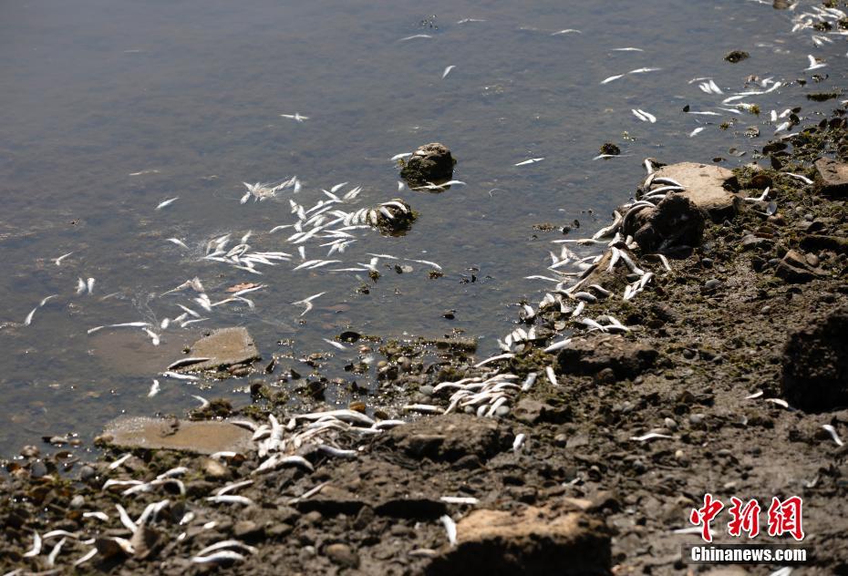EUA: incontáveis peixes mortos surgem em várias áreas da Baía de São Francisco