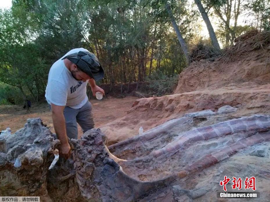 Fósseis de dinossauros gigantes são encontrados em Portugal