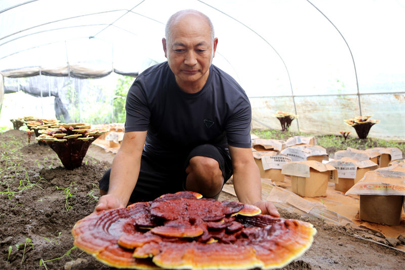 Jiangsu: “Lingzhi” auxilia no aumento da renda dos agricultores locais