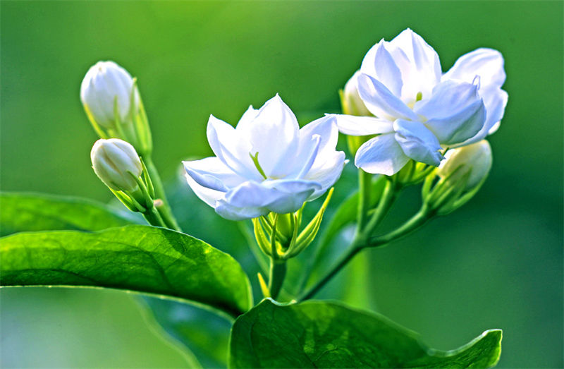 Cidade chinesa de Hengzhou é famosa pelas flores de jasmim