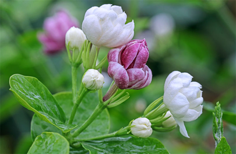 Cidade chinesa de Hengzhou é famosa pelas flores de jasmim